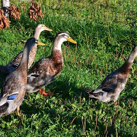 팜스테이 Skvor *