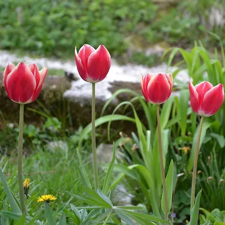 팜스테이 Skvor *