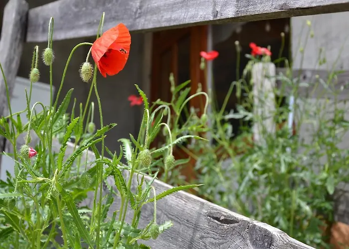 Holiday Farmhouse Skvor