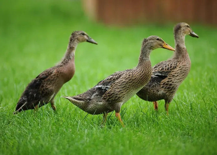 Bauernhof Holiday Farmhouse Skvor